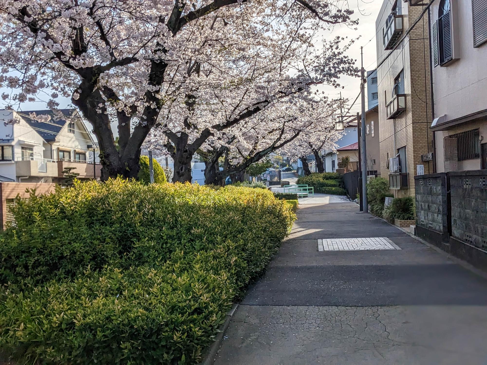 桜並木で至福のひと時♪