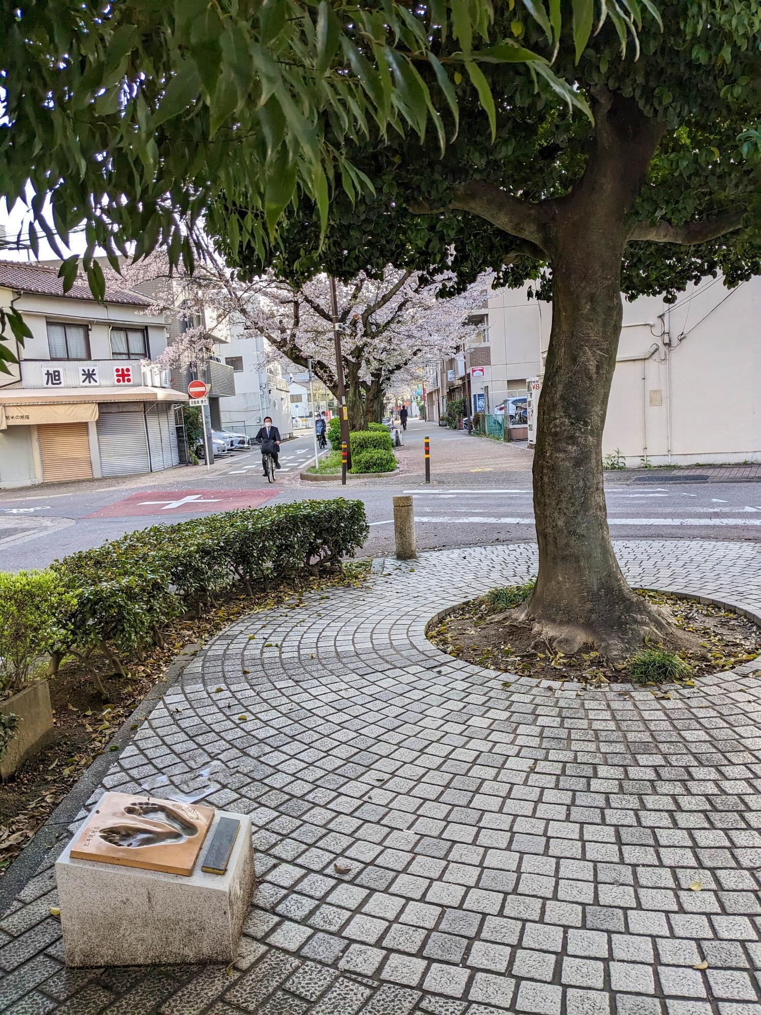 左下に松井珠理奈さんの足型