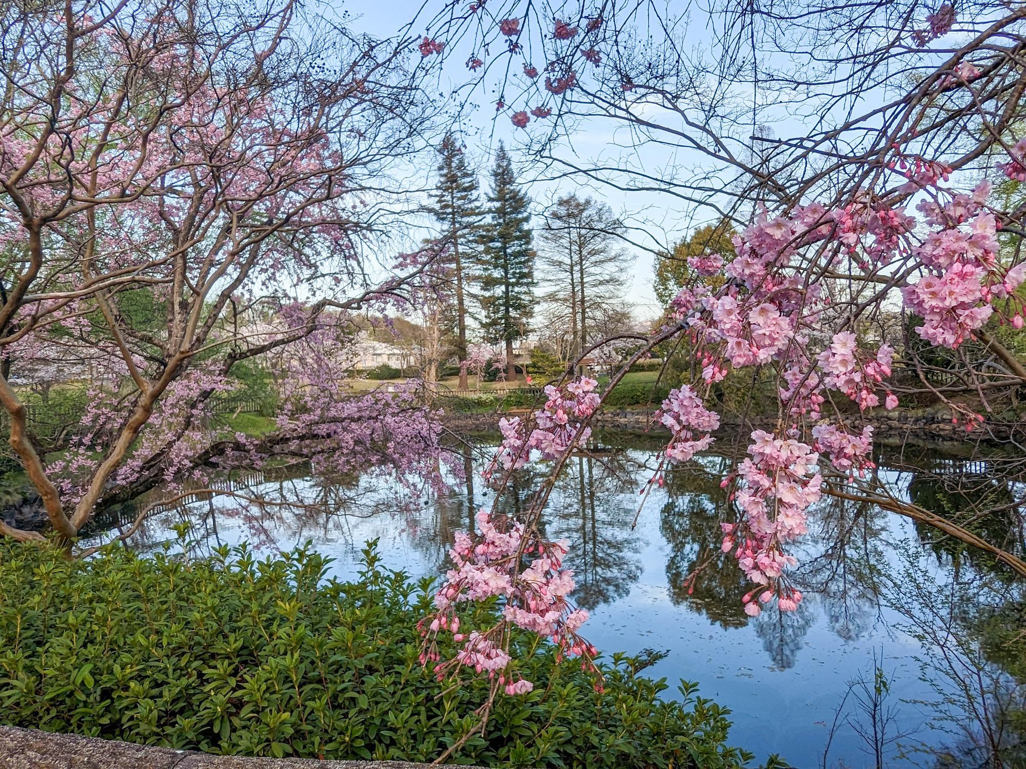 桜の園の桜